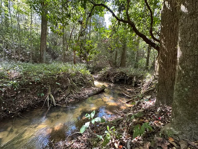 a view of a lake with lots of trees