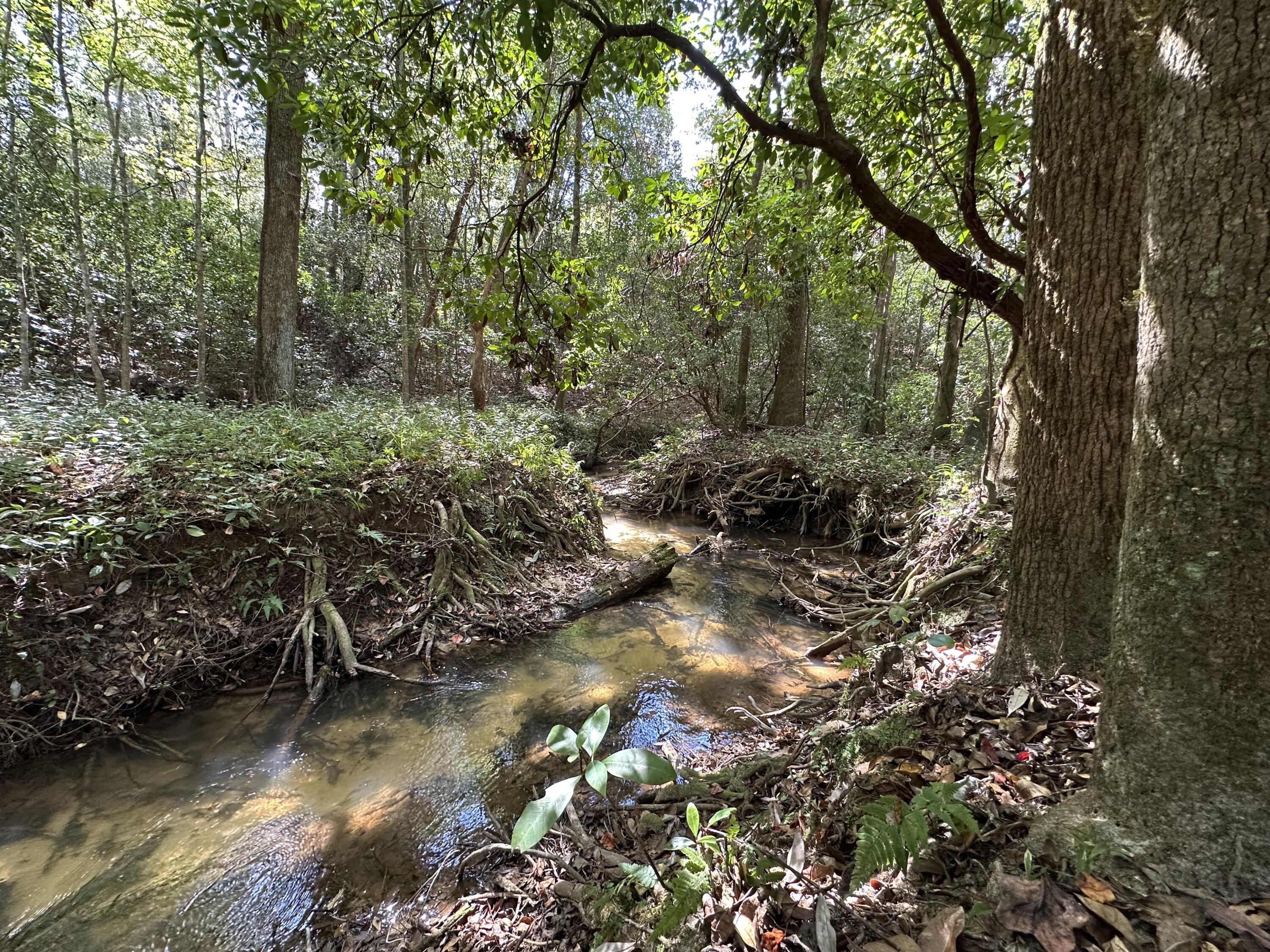 A-e New Ebenezer Road Laurel Hill, FL 32567 - Photo 2 of 29 a view of a lake with lots of trees