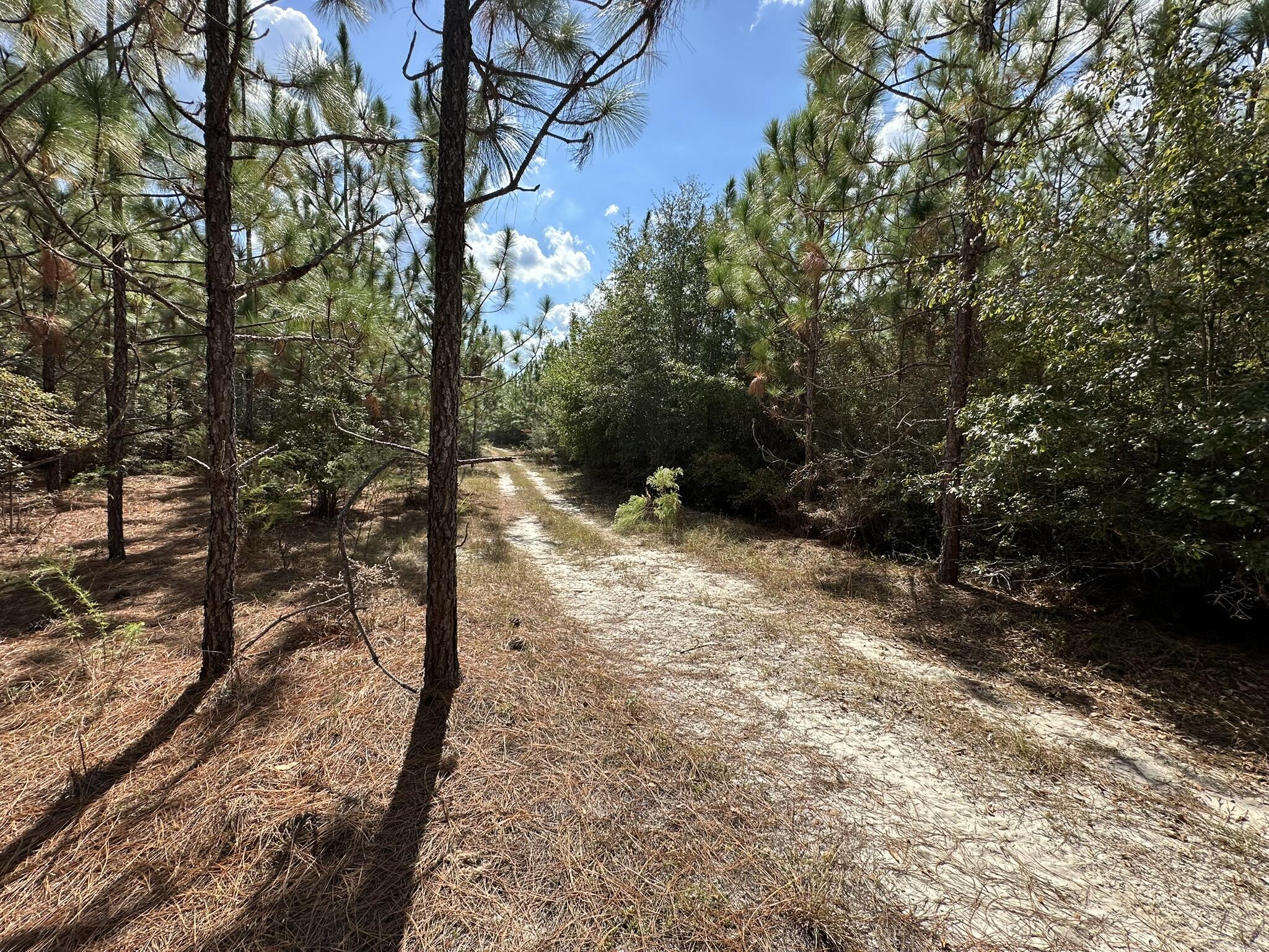 A-e New Ebenezer Road Laurel Hill, FL 32567 - Photo 21 of 29 a view of a forest filled with trees