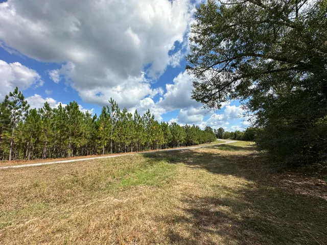 a view of a forest with trees in the background