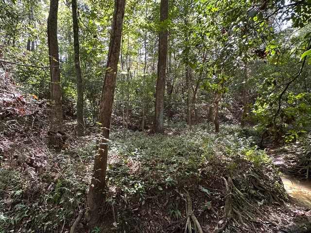 a view of a forest with trees