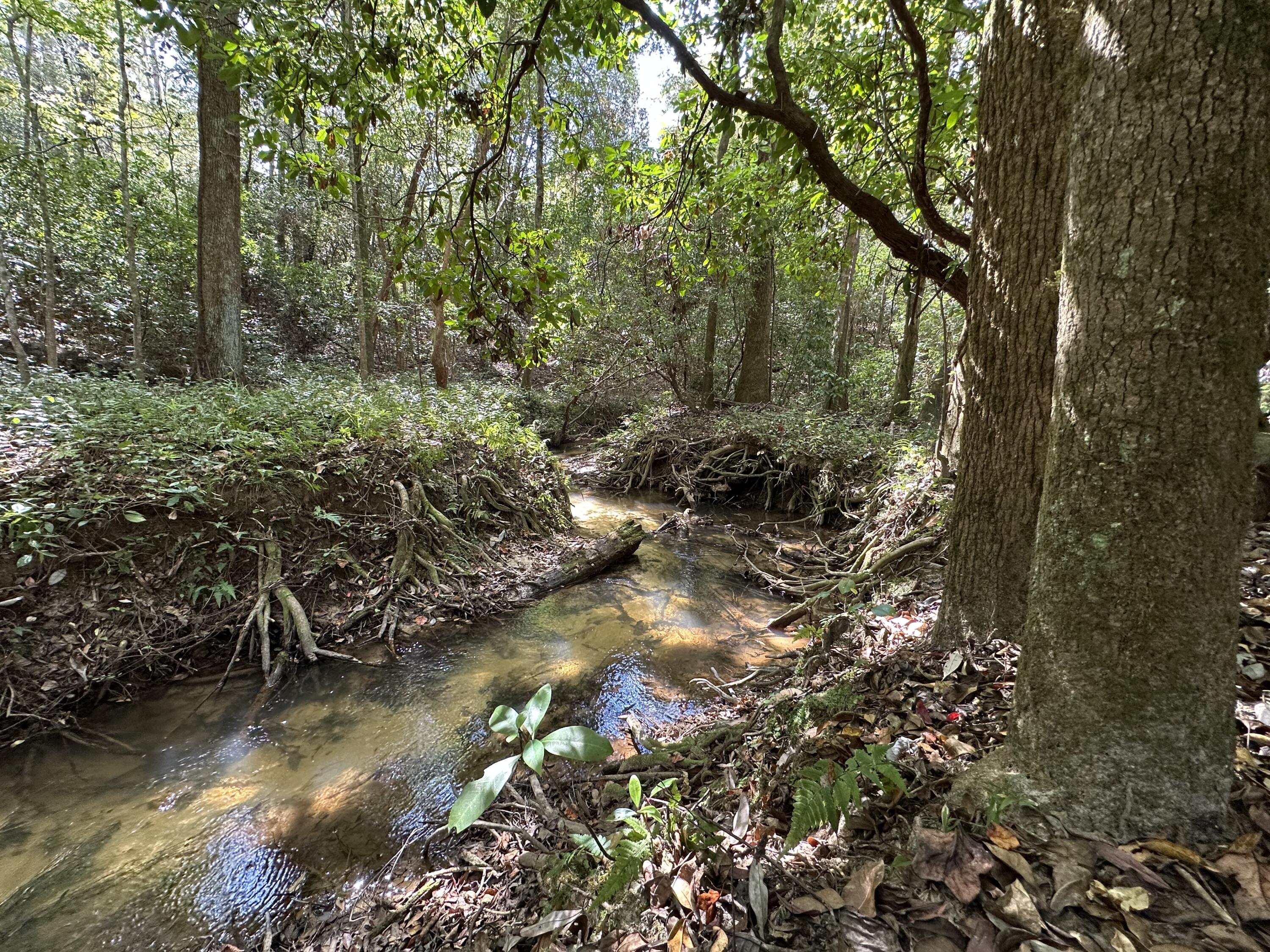 A-e New Ebenezer Road Laurel Hill, FL 32567 - Photo 24 of 29 a view of a lake with large trees