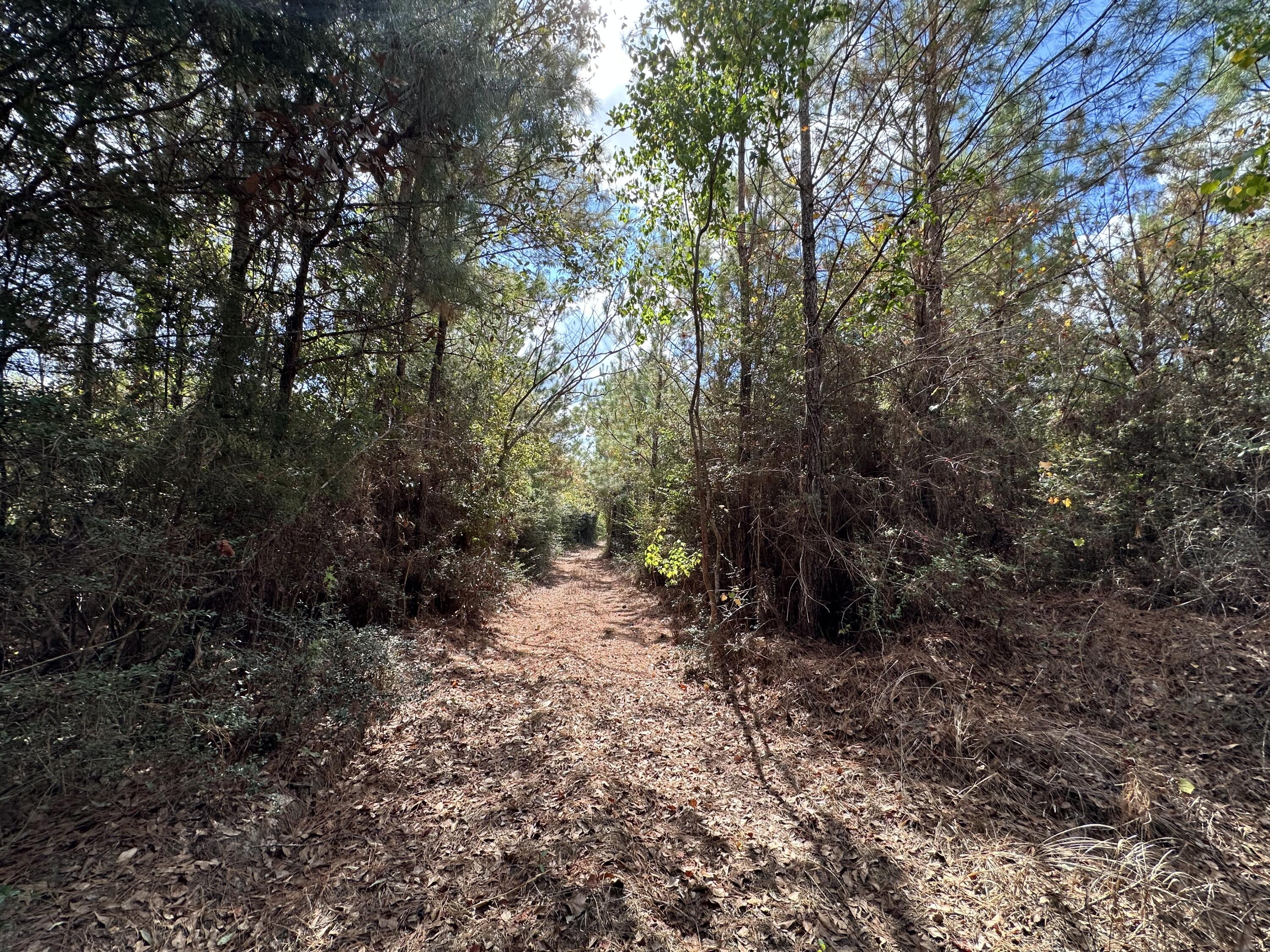A-e New Ebenezer Road Laurel Hill, FL 32567 - Photo 26 of 29 a view of a forest with trees in the background