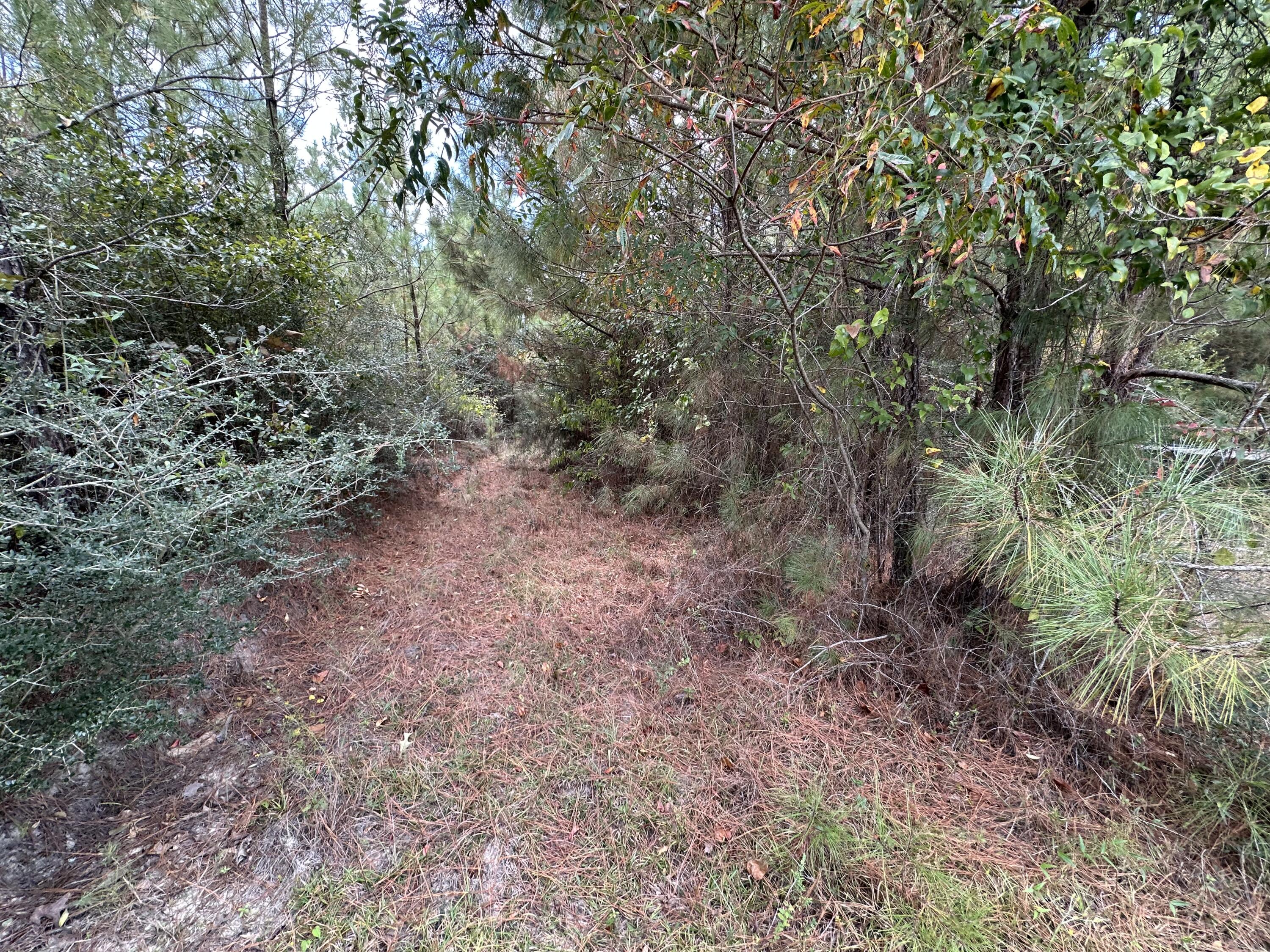 A-e New Ebenezer Road Laurel Hill, FL 32567 - Photo 28 of 29 a view of a yard with a tree
