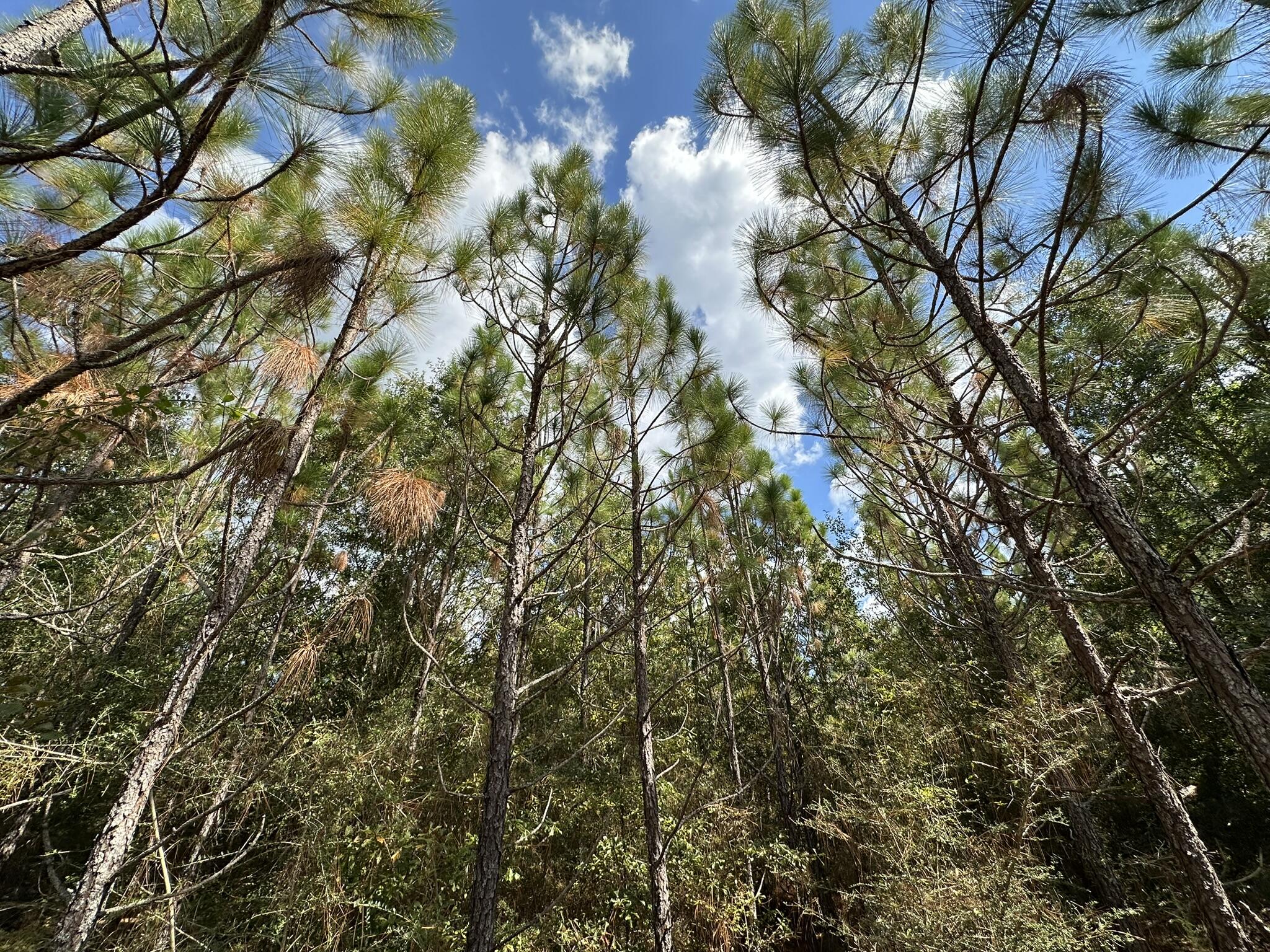 A-e New Ebenezer Road Laurel Hill, FL 32567 - Photo 3 of 29 a view of a tree