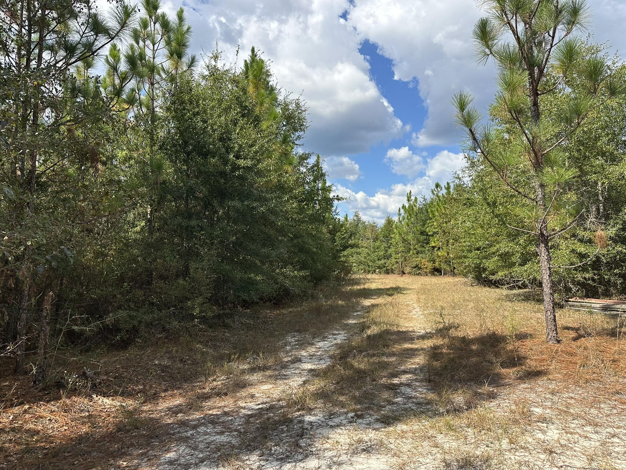 A-e New Ebenezer Road Laurel Hill, FL 32567 - Photo 6 of 29 a view of a yard with trees