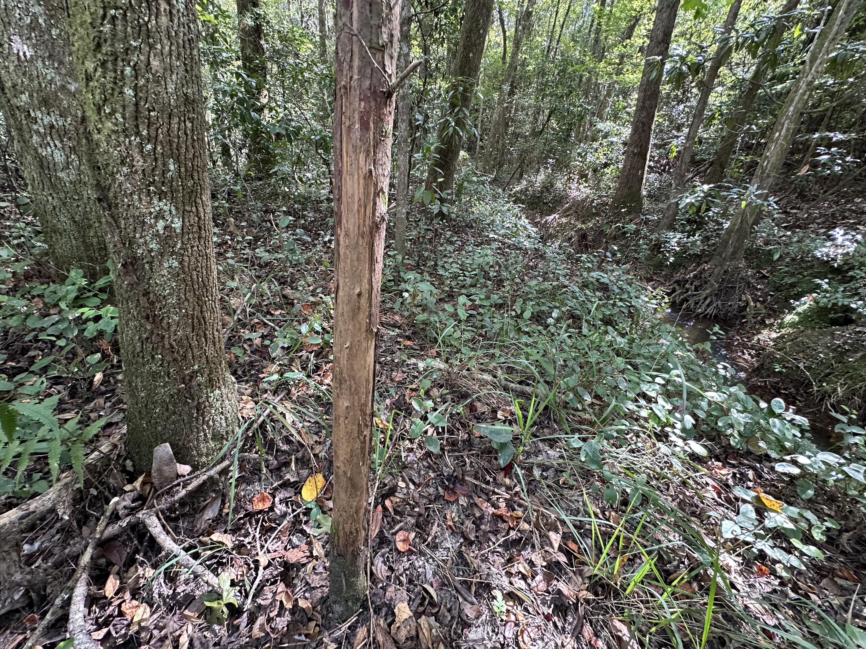 A-e New Ebenezer Road Laurel Hill, FL 32567 - Photo 9 of 29 a view of forest