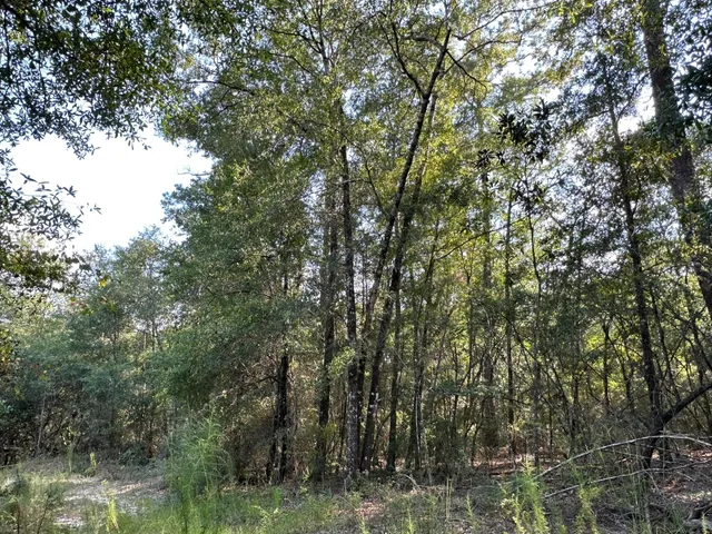 a view of a forest with trees in the background