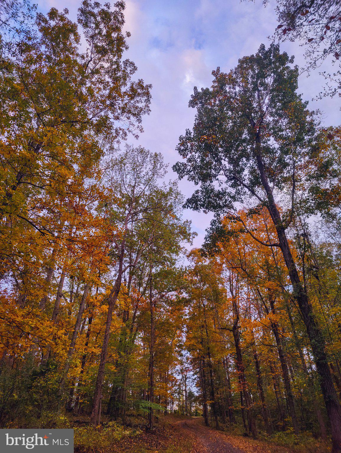 8396 Rixeyville Road Rixeyville, VA 22737 - Photo 66 of 90 Gallery Image 66