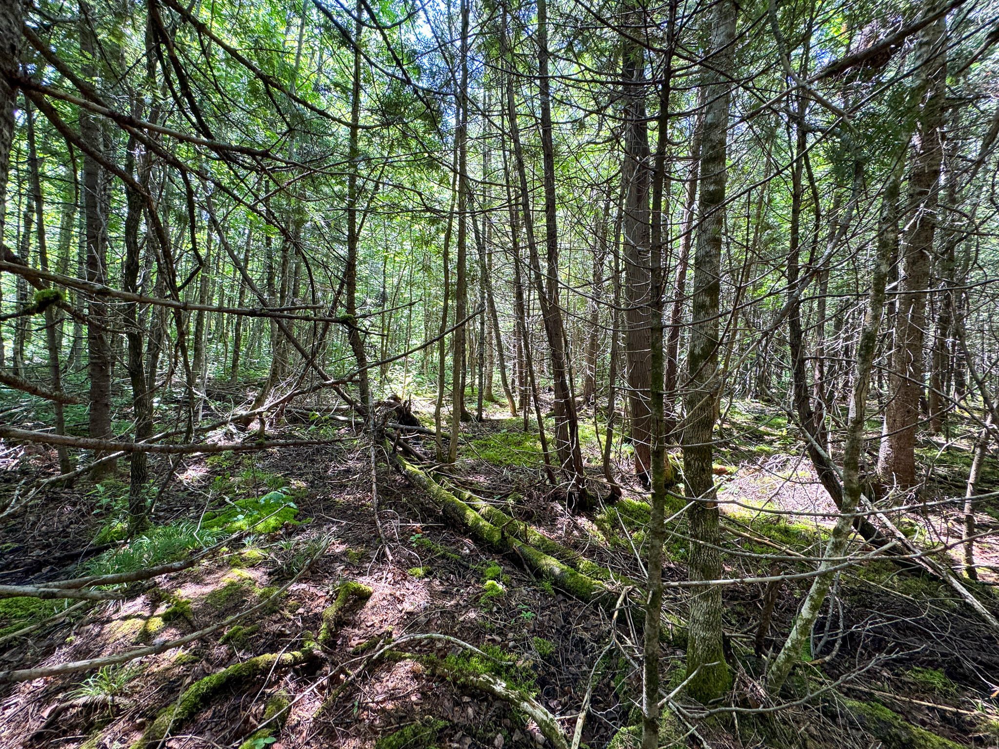 176 Front Ridge Road Houlton, ME 04730 - Photo 17 of 28 IMG_5676