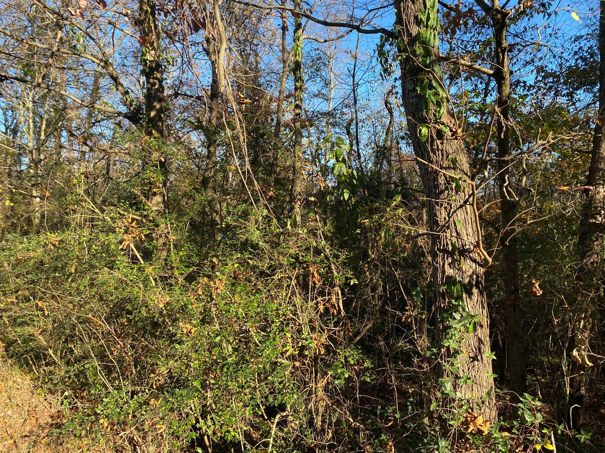 0 Julian Ridge Road Chattanooga, TN 37421 - Photo 3 of 5 j1