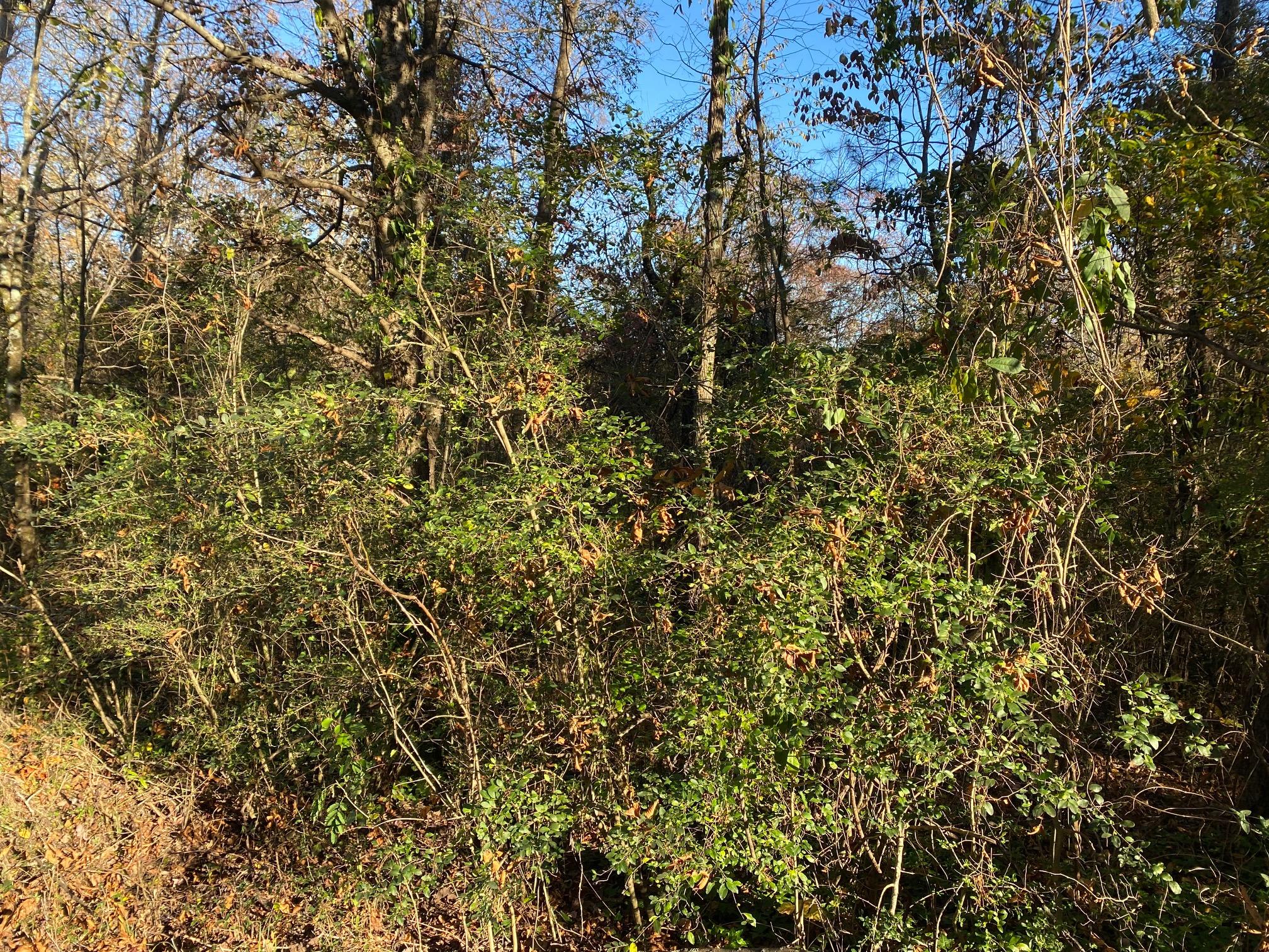 0 Julian Ridge Road Chattanooga, TN 37421 - Photo 4 of 5 j2