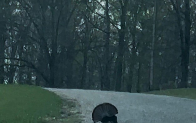 0 Three Rivers Drive Hurricane Mills, TN 37078 - Photo 14 of 20 a view of a yard