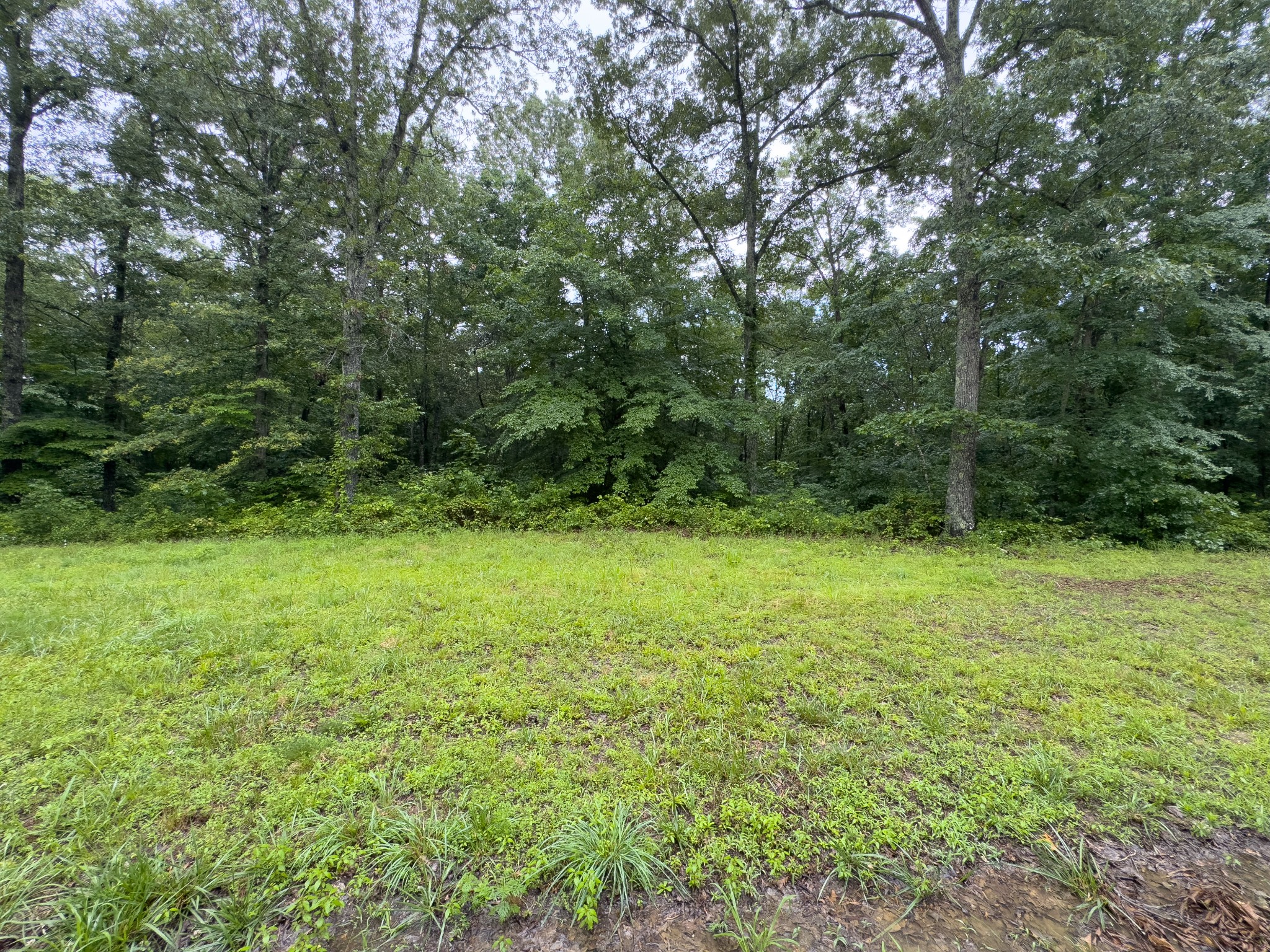 0 Three Rivers Drive Hurricane Mills, TN 37078 - Photo 7 of 20 a view of a yard with a trees