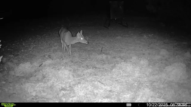 a view of swimming pool from a backyard