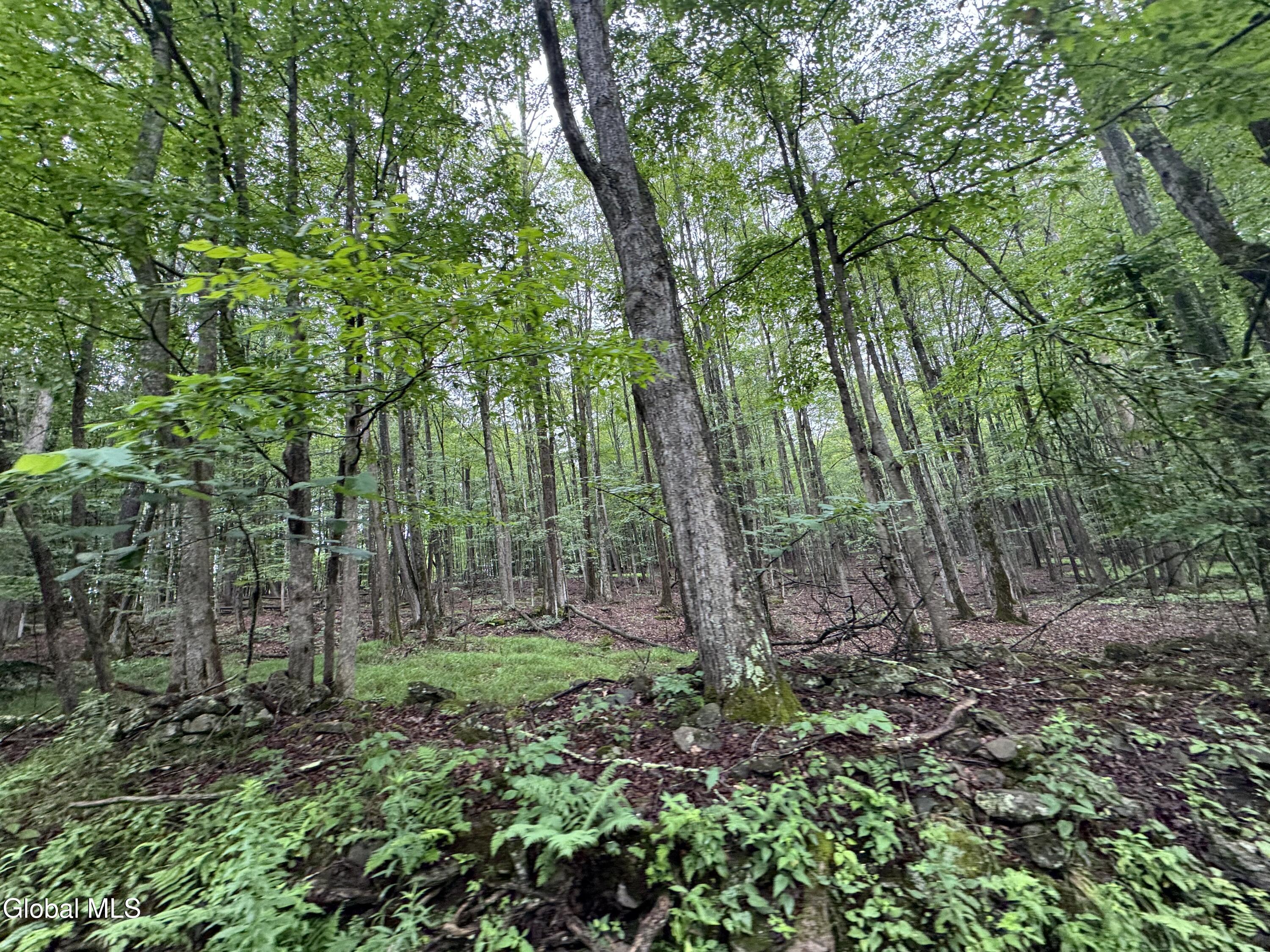 0 Cook Road Gilboa, NY 12076 - Photo 22 of 37 IMG_1533
