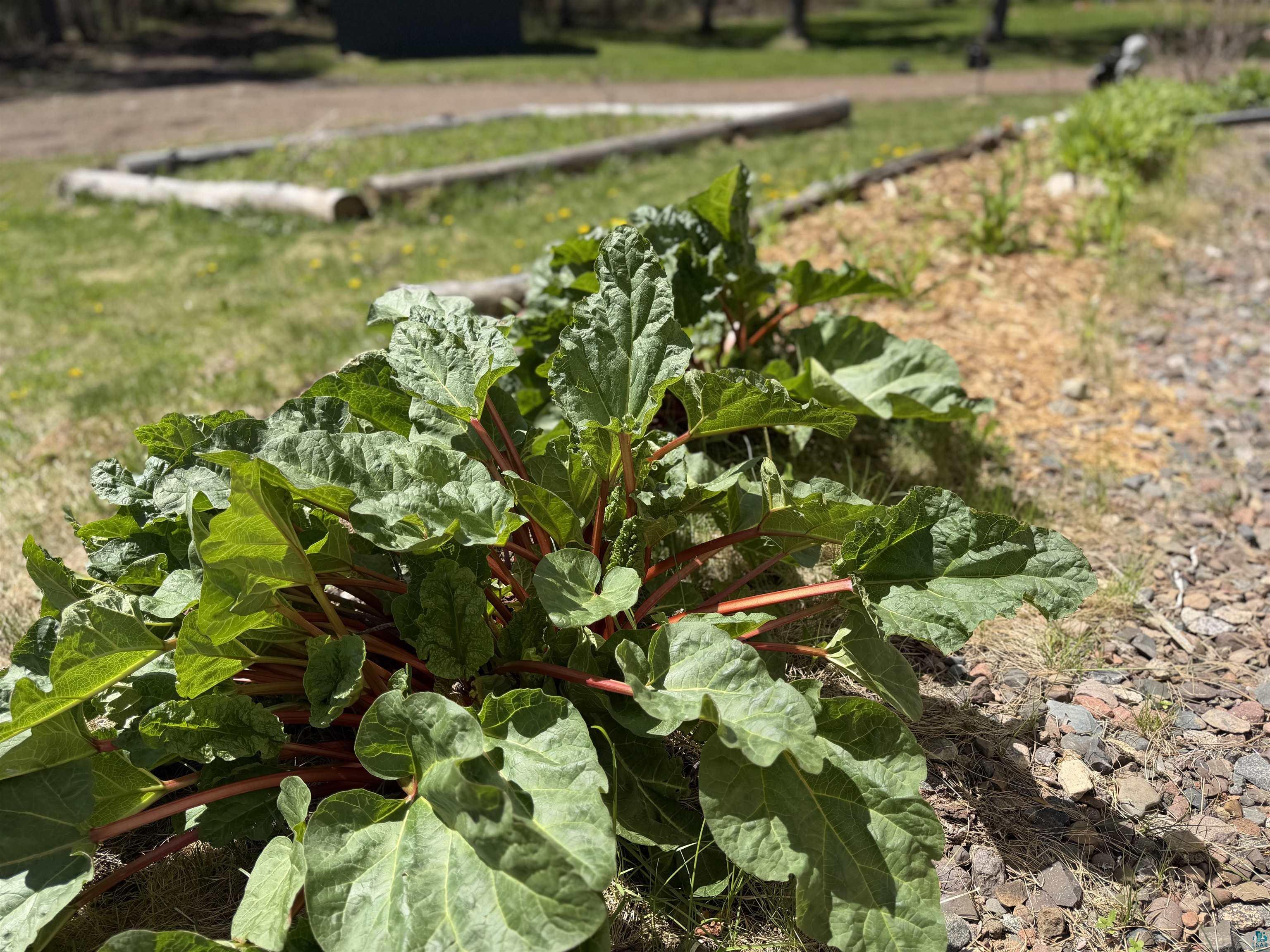 5274 Marble Lake Road Two Harbors, MN 55616 - Photo 70 of 79 Garden bed featuring established rhubarb plants with broad green leaves and red stalks