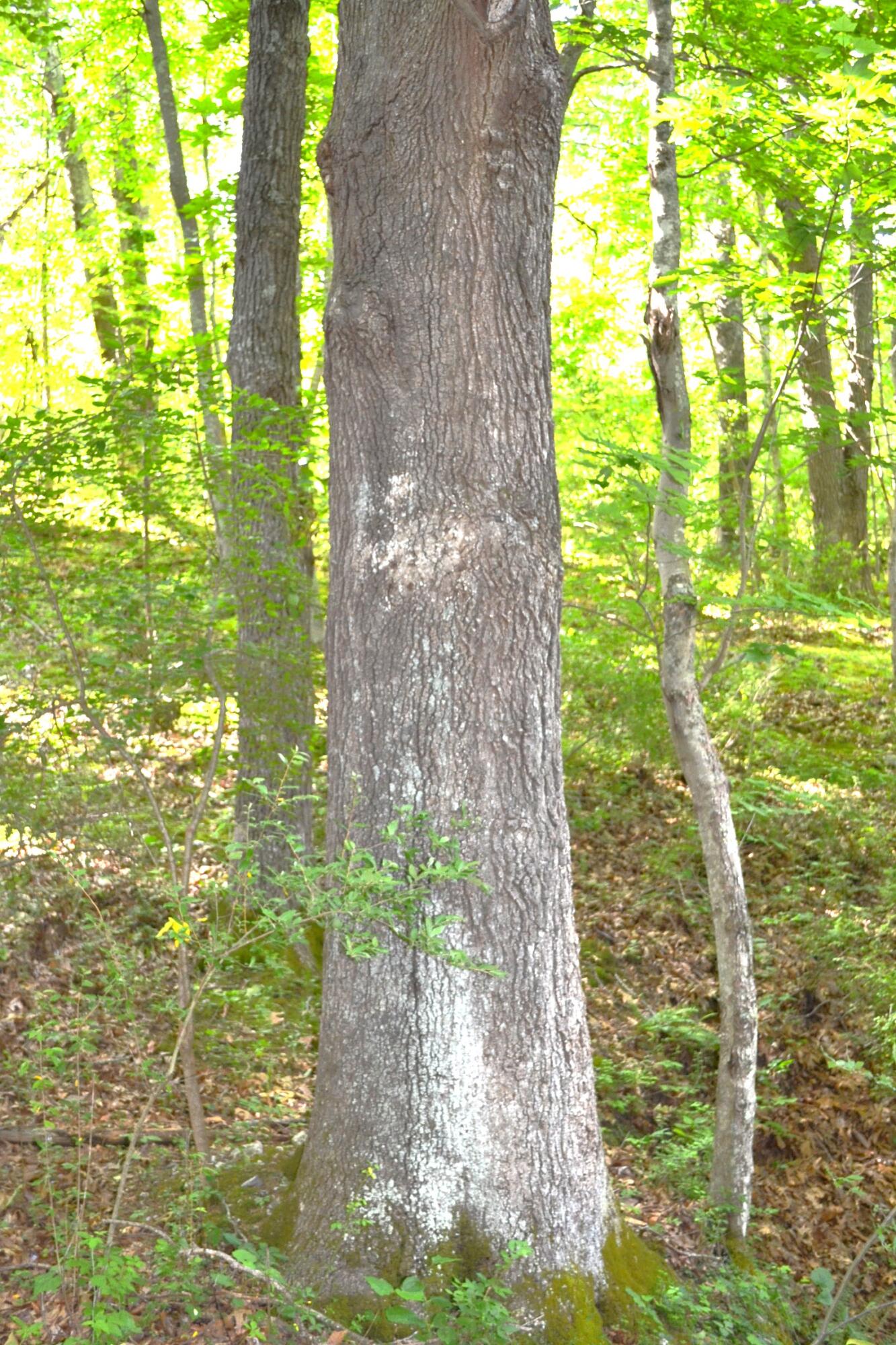 1546 Wilson Mill Road Peterstown, WV 24963 - Photo 22 of 35 Gallery Image 22
