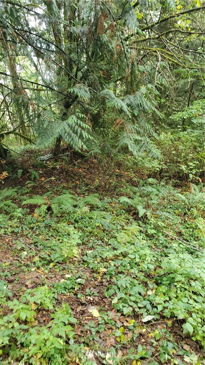 143 Clark Road Onalaska, WA 98570 - Photo 20 of 24 Gallery Image 20