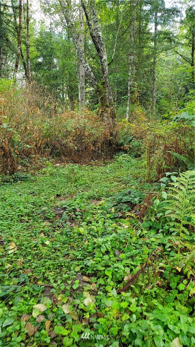 143 Clark Road Onalaska, WA 98570 - Photo 10 of 24 Gallery Image 10