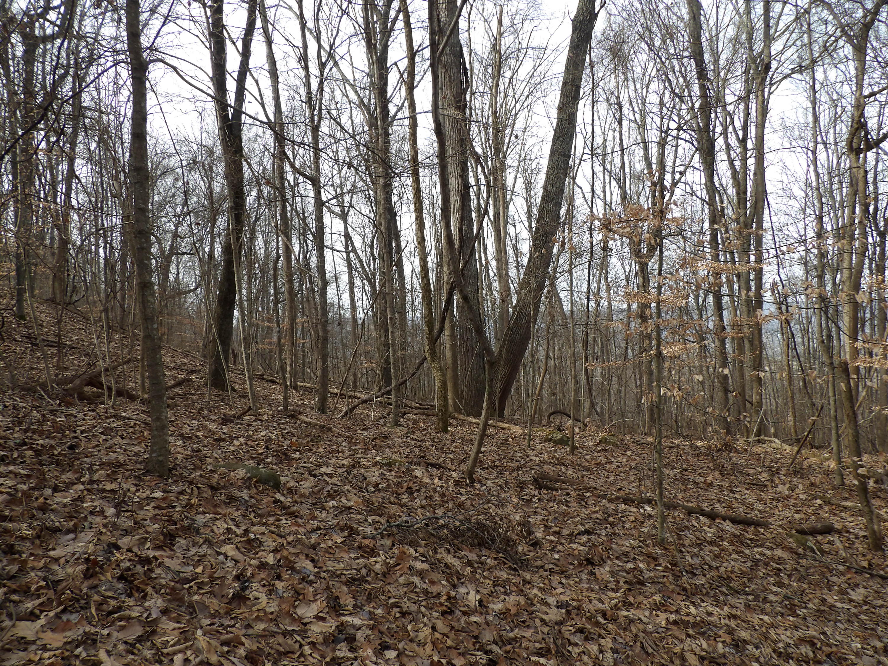 1 Fox Ridge Road, Unit 81 Pikeville, TN 37367 - Photo 4 of 8 100_0497
