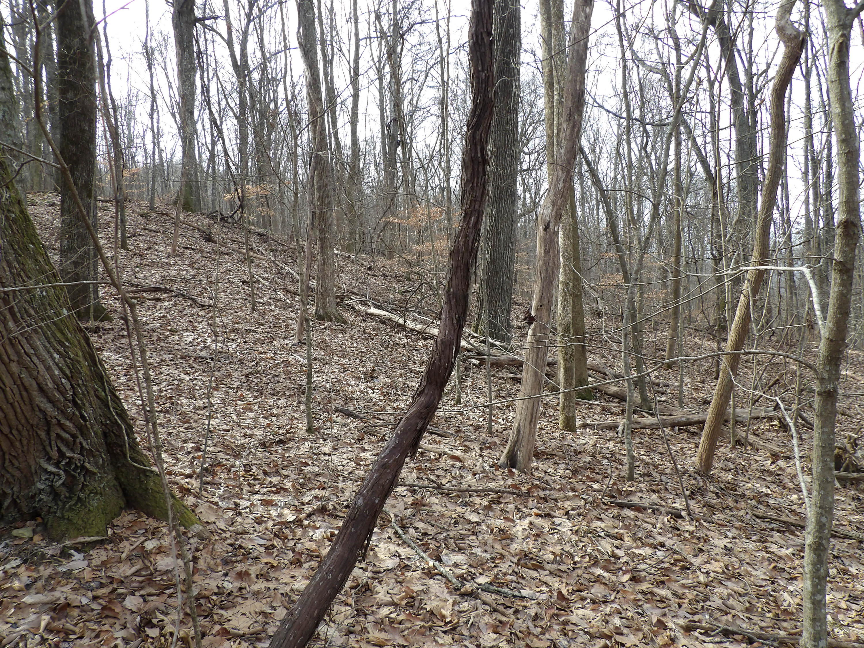 1 Fox Ridge Road, Unit 81 Pikeville, TN 37367 - Photo 7 of 8 100_0501