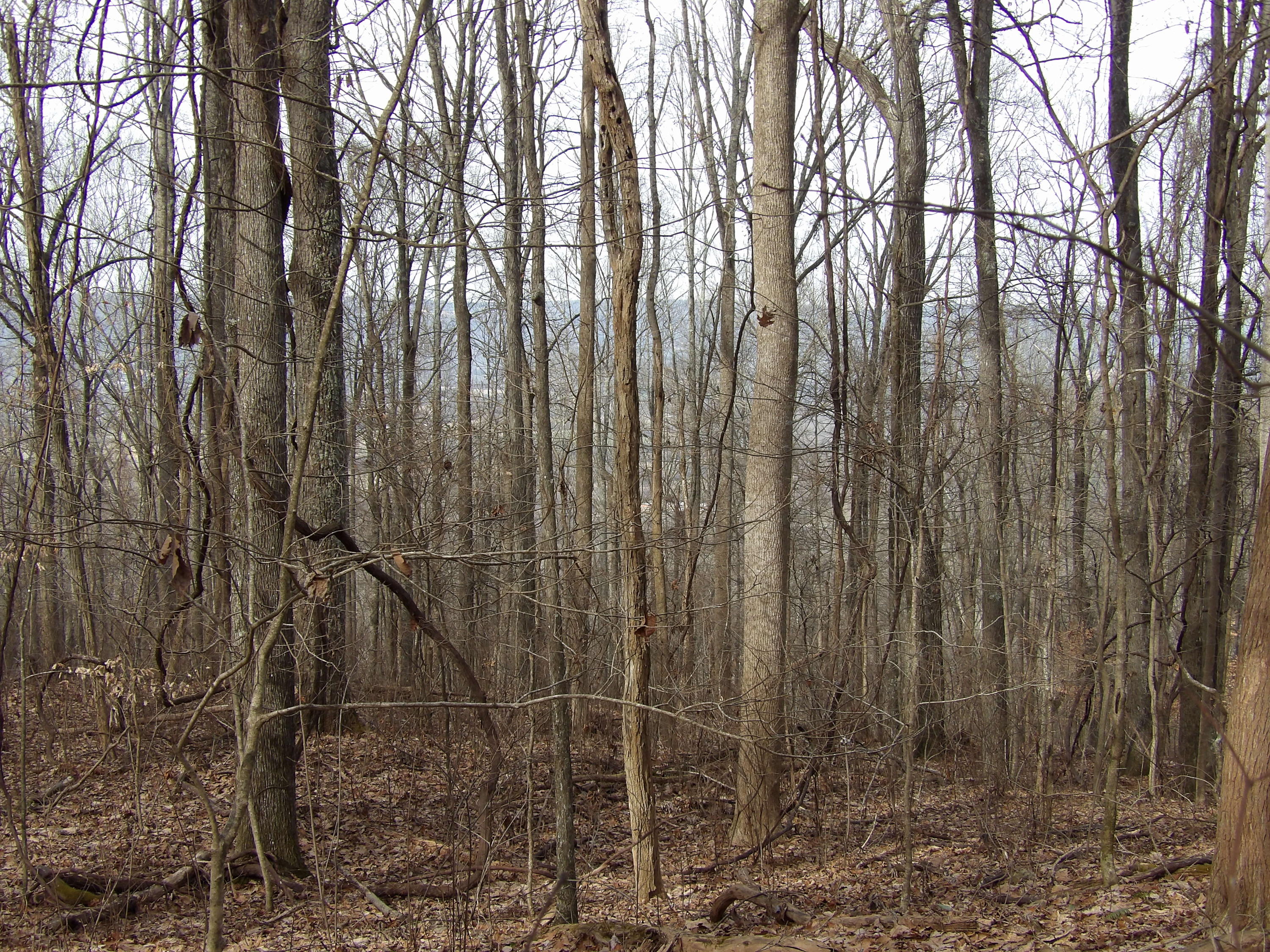 1 Fox Ridge Road, Unit 81 Pikeville, TN 37367 - Photo 8 of 8 100_0502