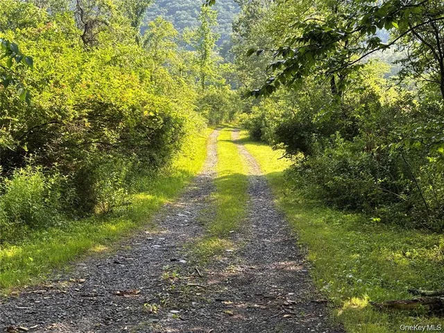 a view of a yard with plants and large trees