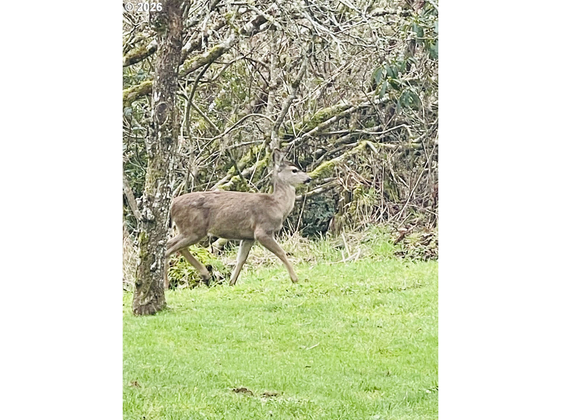 922 Fern Place Reedsport, OR 97467 - Photo 5 of 43