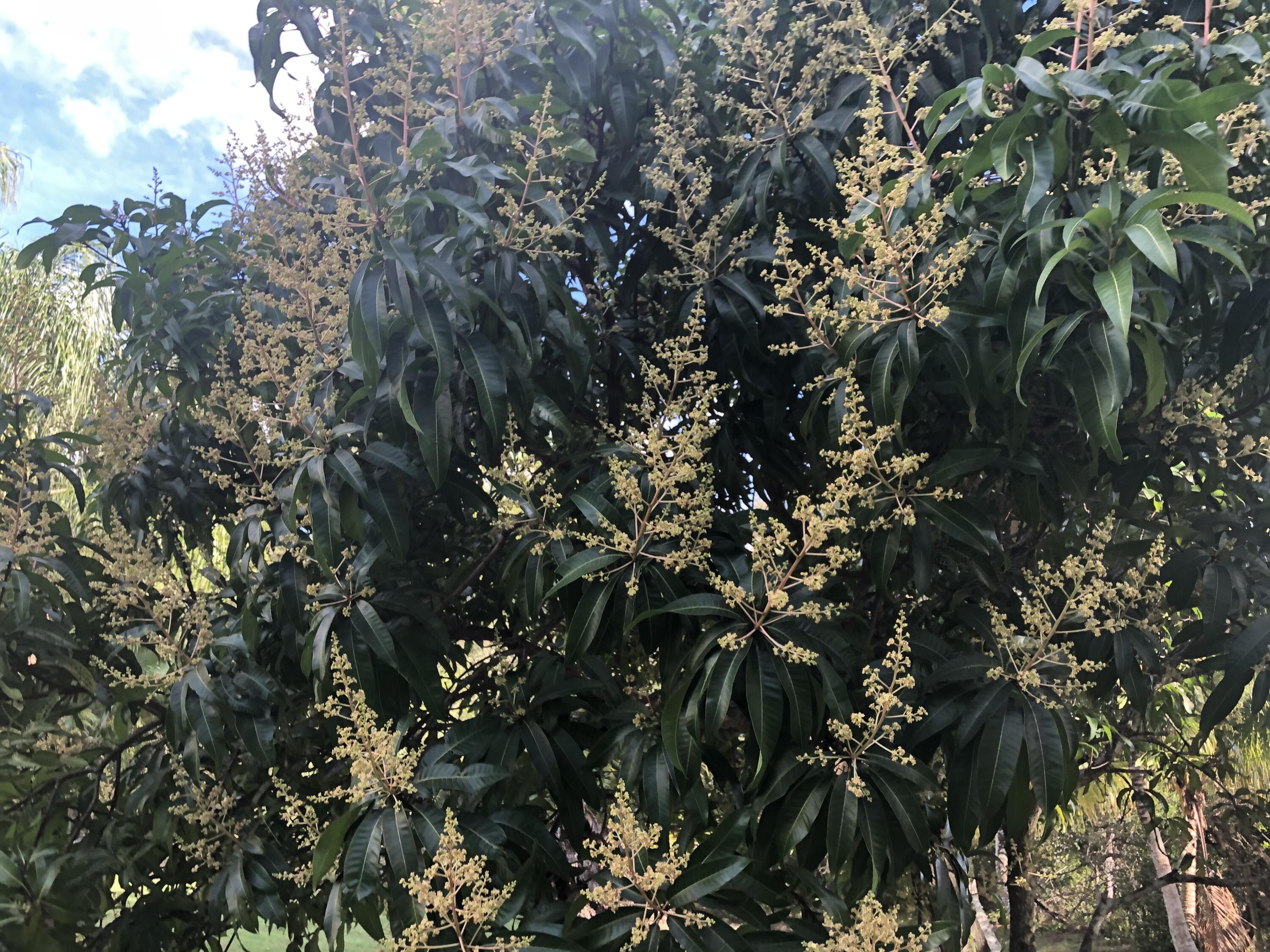 12136 88th Place North West Palm Beach, FL 33412 - Photo 18 of 29 a view of tree