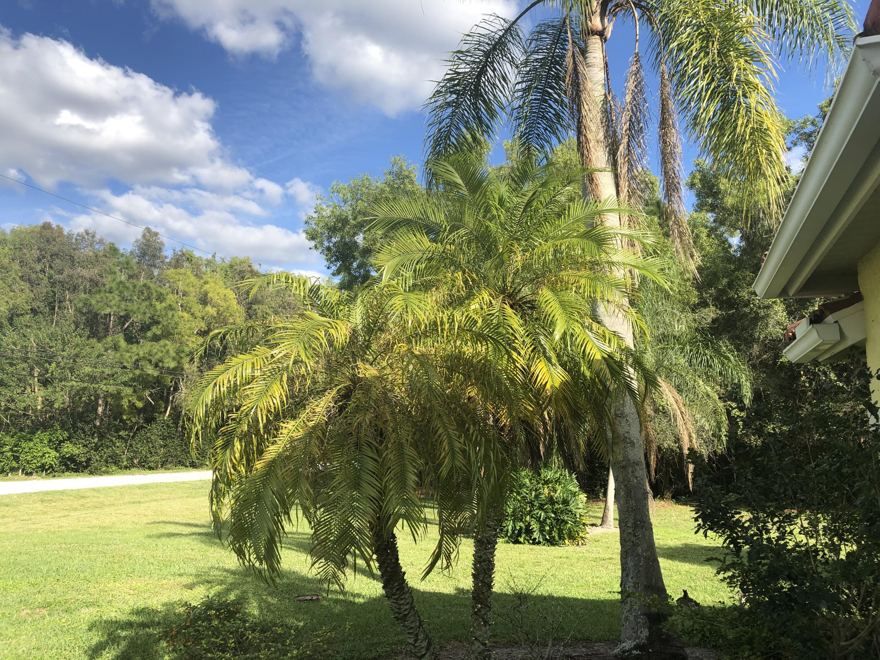 12136 88th Place North West Palm Beach, FL 33412 - Photo 27 of 29 a view of a yard