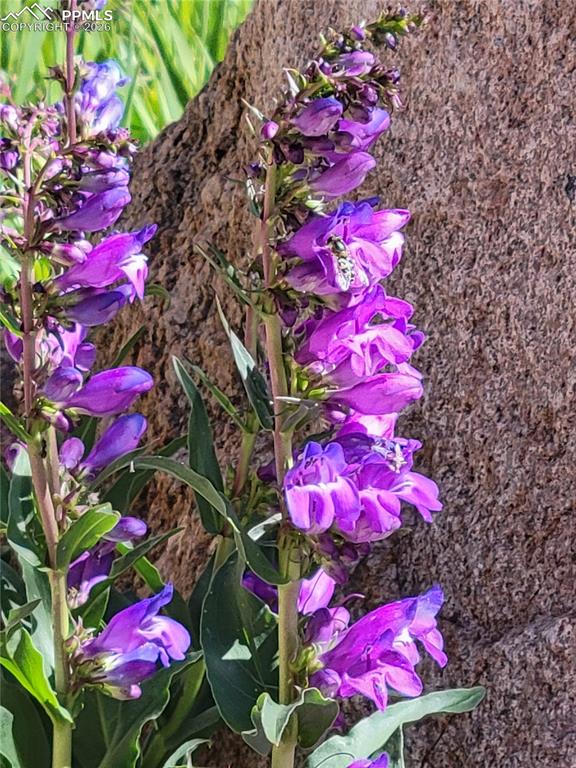 50 Worley Road Divide, CO 80814 - Photo 34 of 47