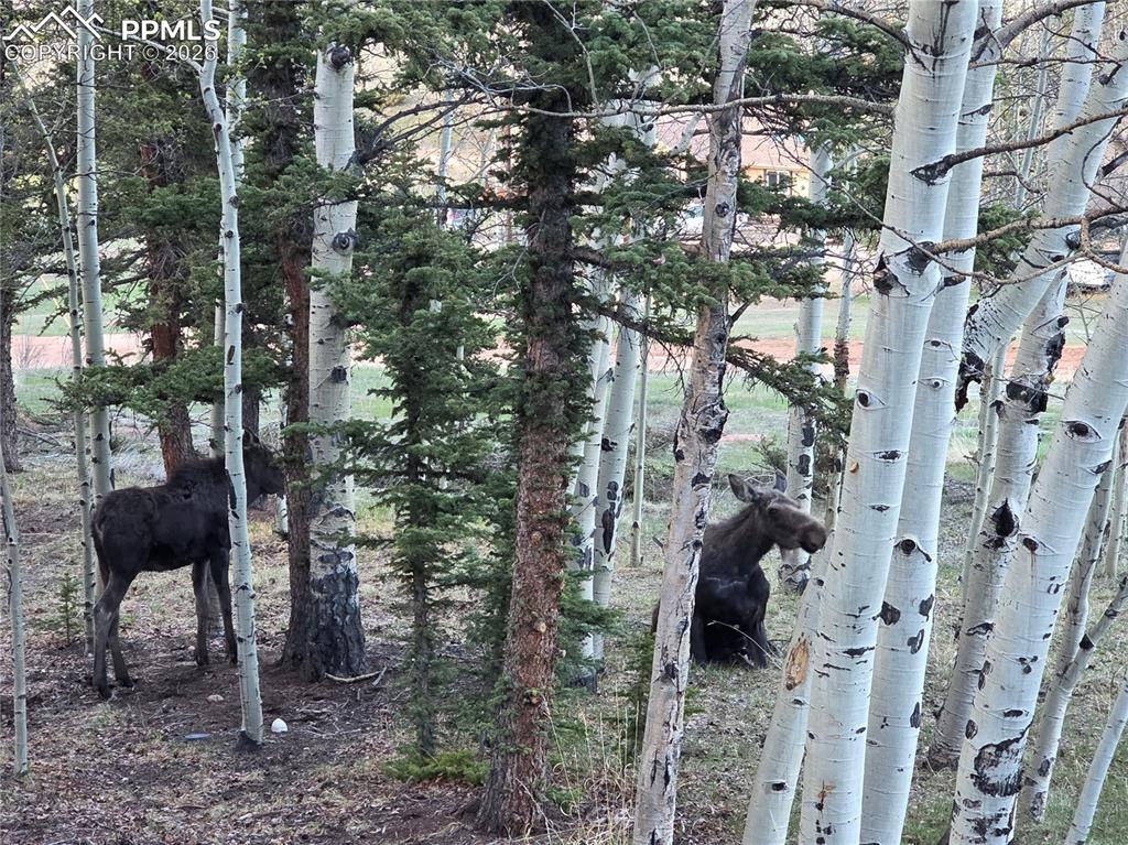 50 Worley Road Divide, CO 80814 - Photo 38 of 47