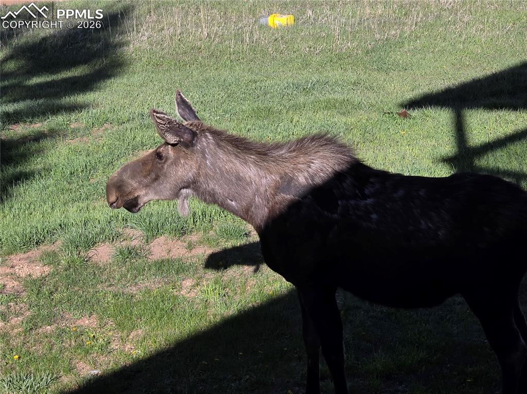 50 Worley Road Divide, CO 80814 - Photo 40 of 47