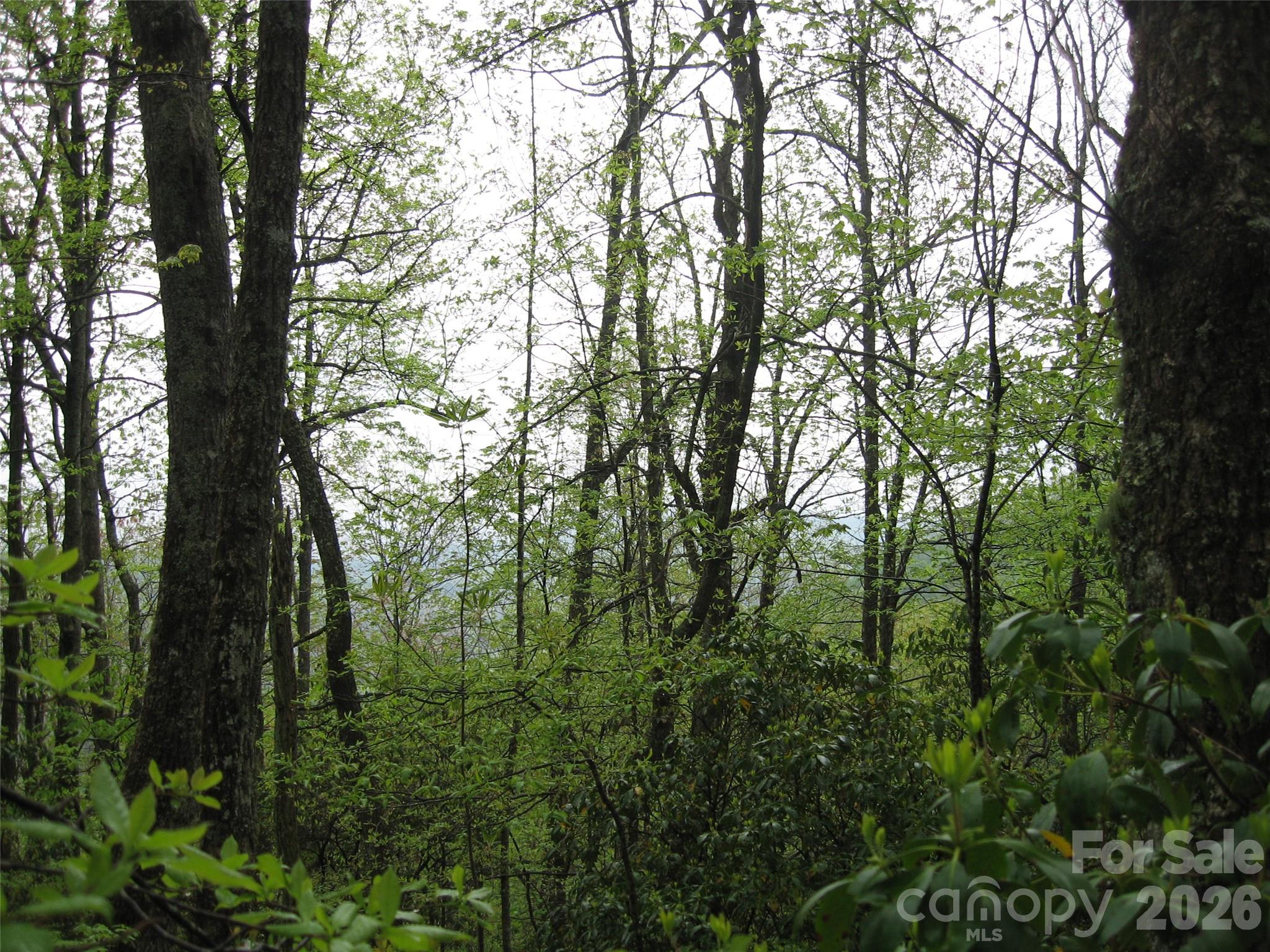 313 Line Runner Ridge Road Brevard, NC 28712 - Photo 10 of 33