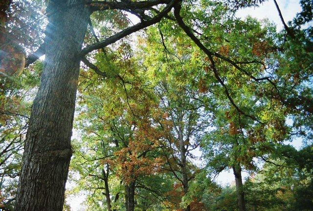 561 Leonard Farm Road Blue Ridge, VA 24064 - Photo 6 of 6 Tree Canopy