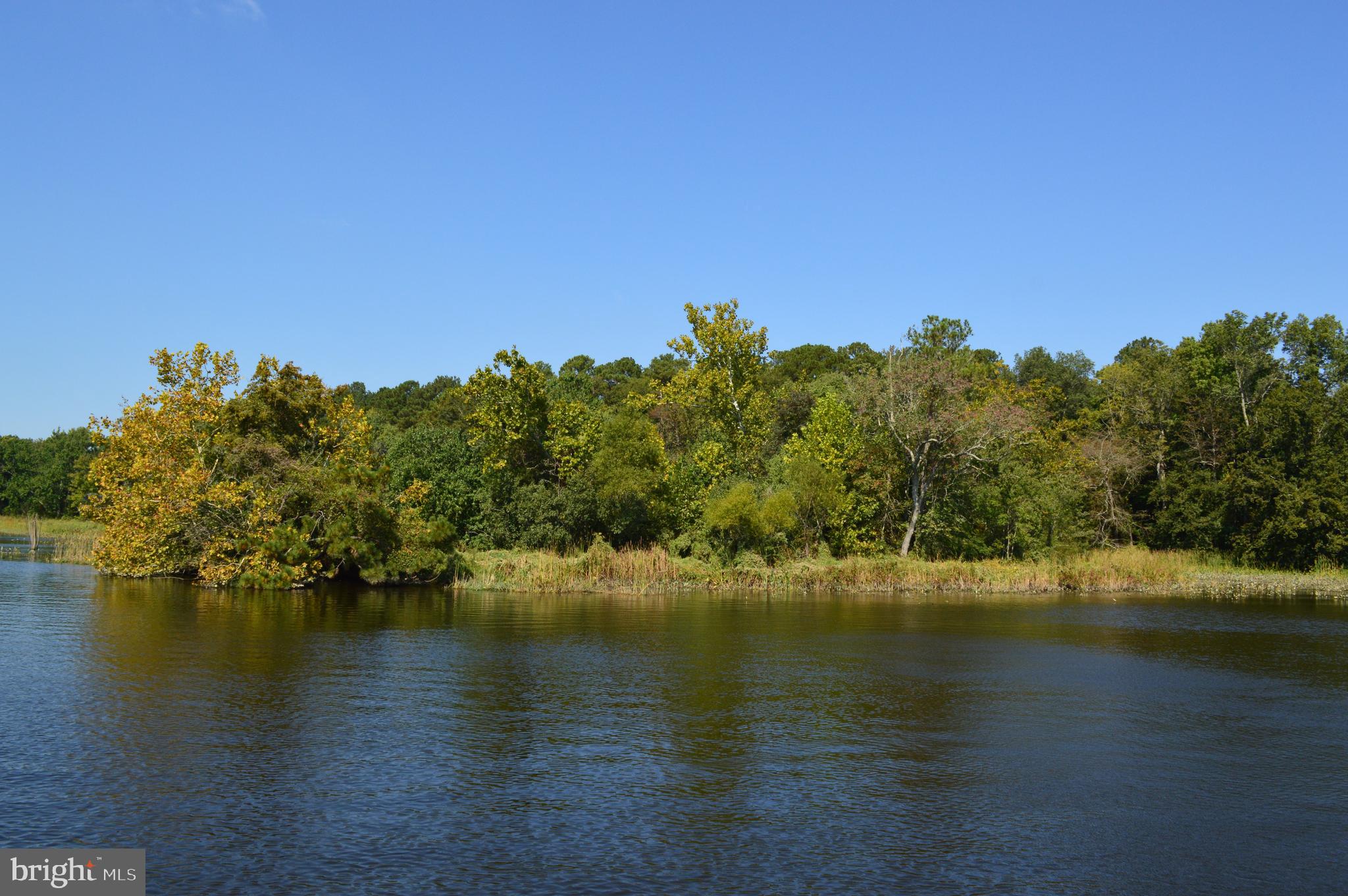 a view of lake and trees