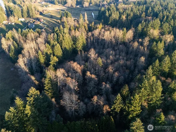 a view of a tree in a yard