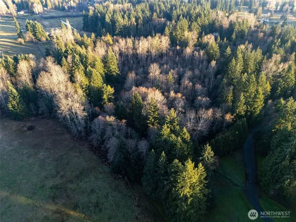 a view of a tree in a yard