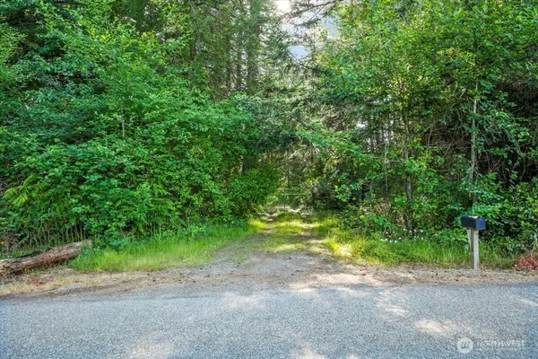 a view of a yard with plants and trees