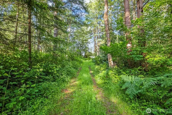 a view of a lush green forest