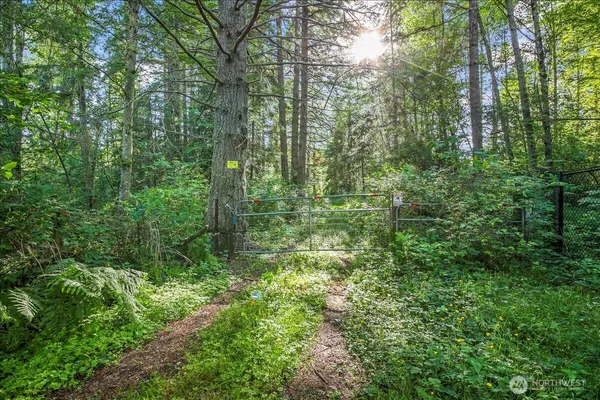 a view of a lush green forest