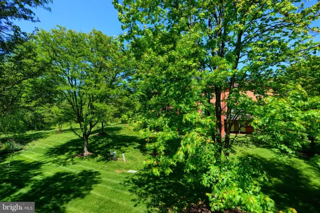 a view of a lush green forest
