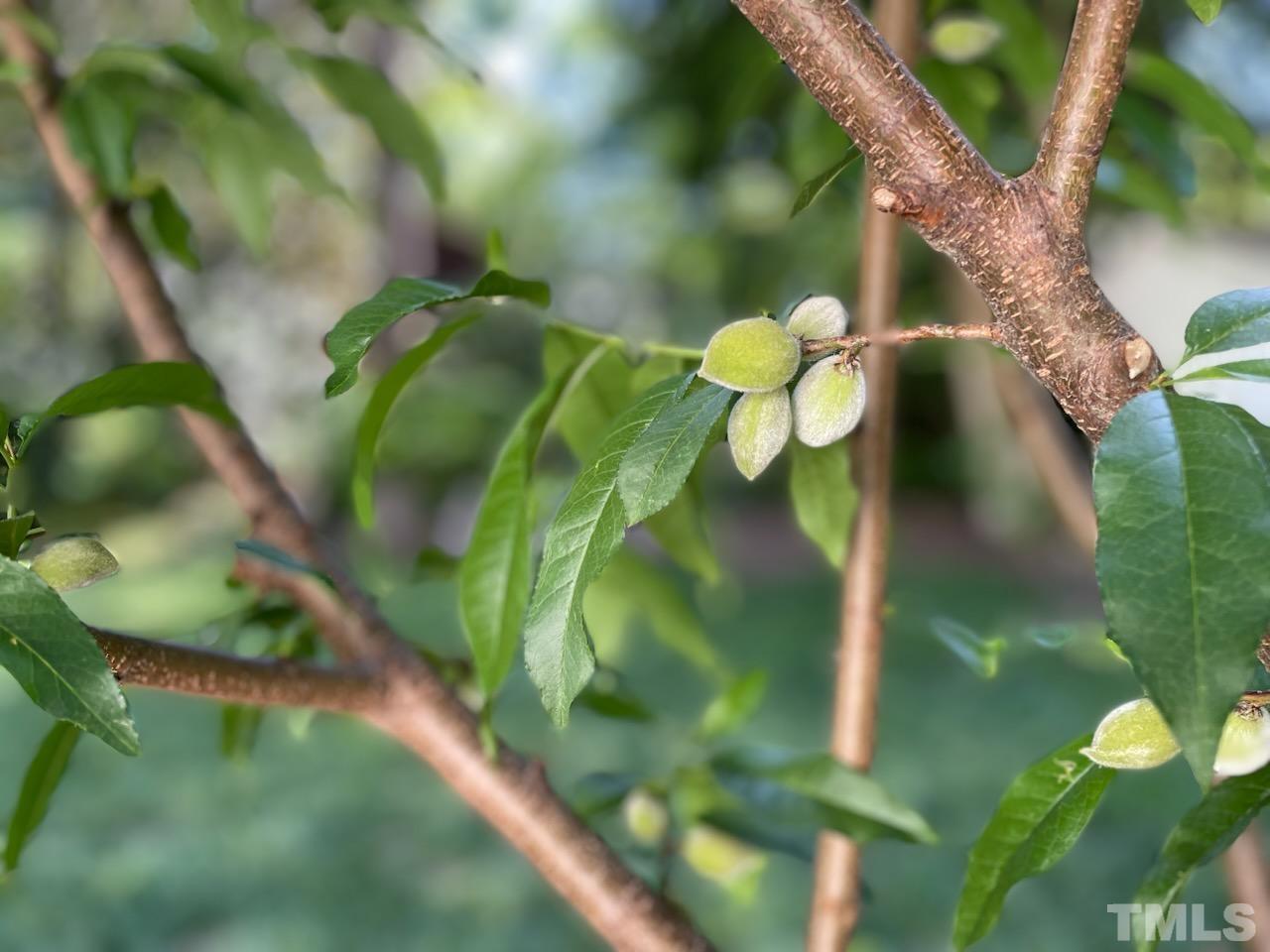 1300 Kingston Ridge Road Cary, NC 27511 - Photo 38 of 40 a close up of a white flower in a garden