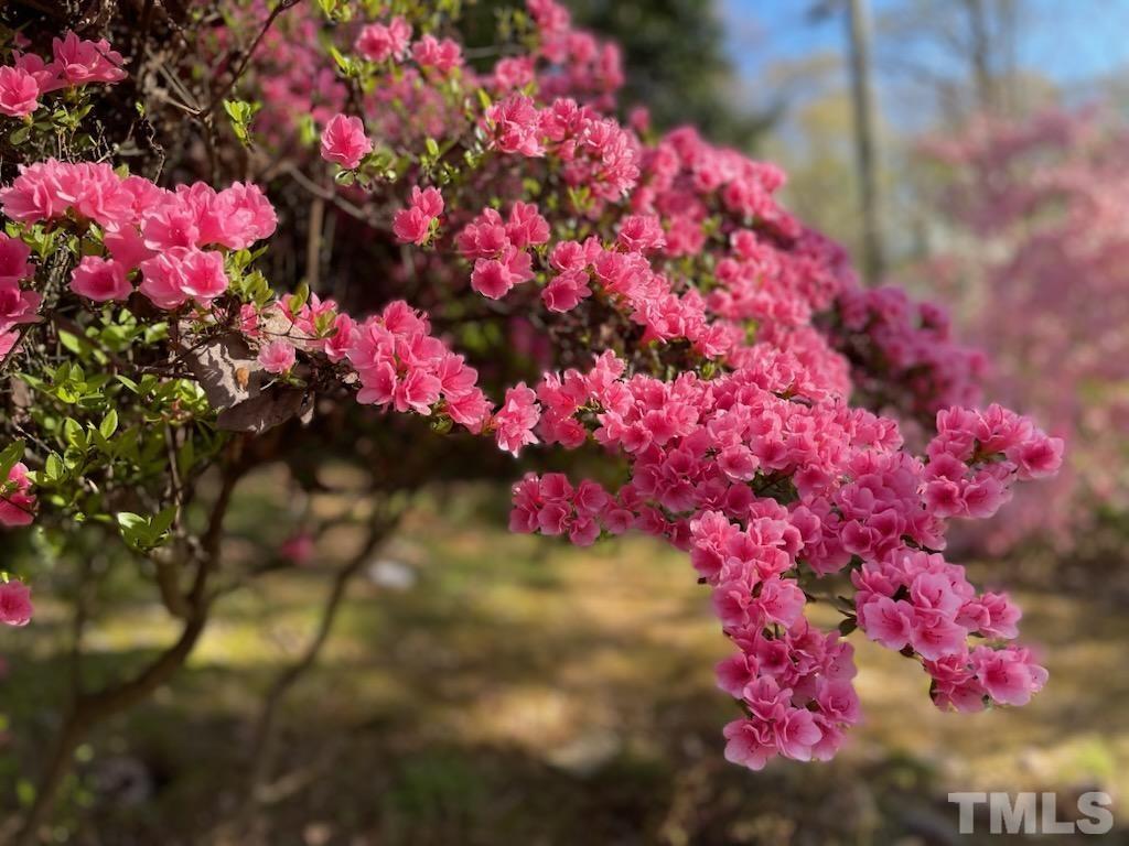1300 Kingston Ridge Road Cary, NC 27511 - Photo 39 of 40 a view of a flower