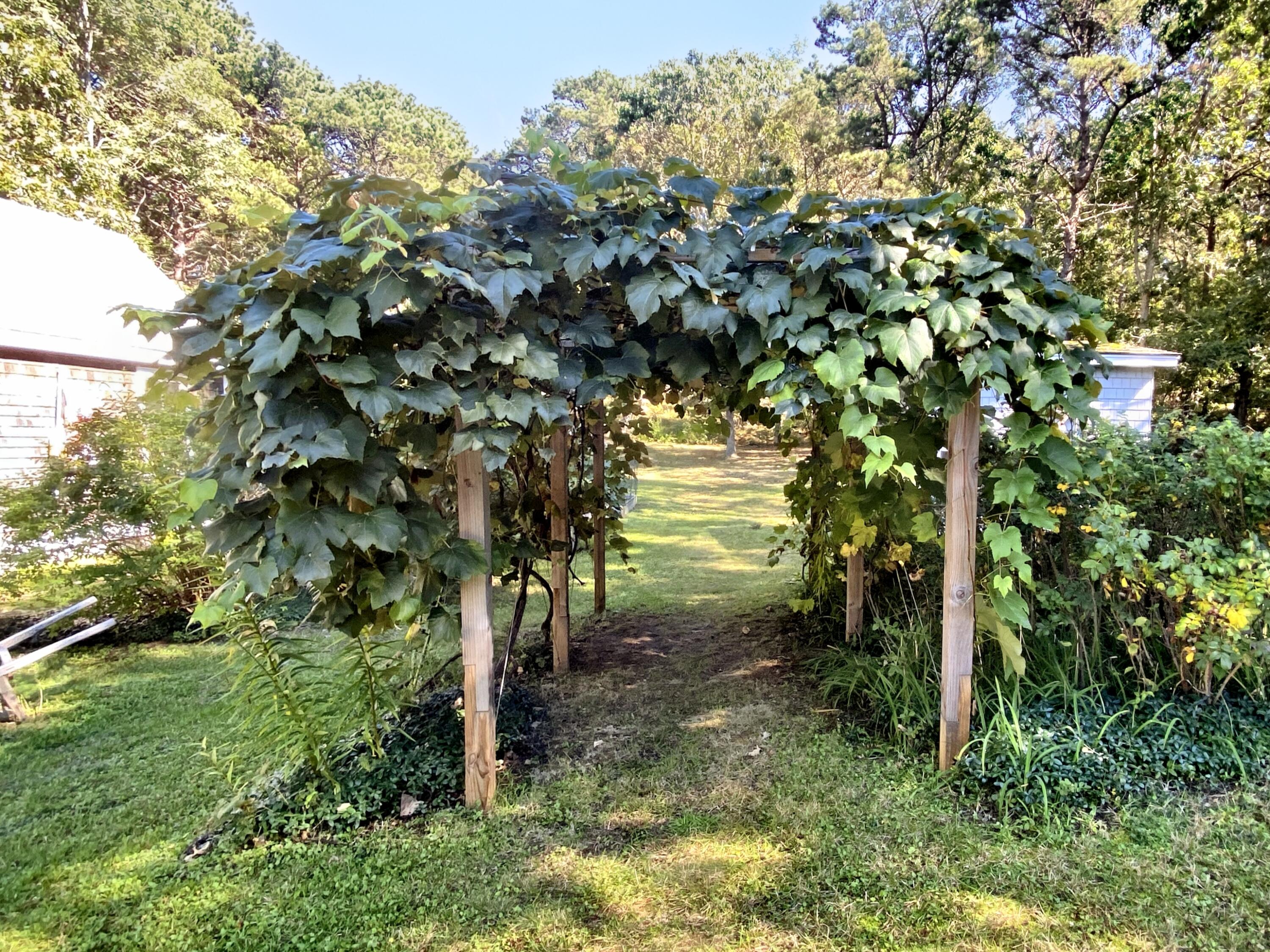 115 Cove Road Wellfleet, MA 02667 - Photo 45 of 49 a view of a tree in a yard