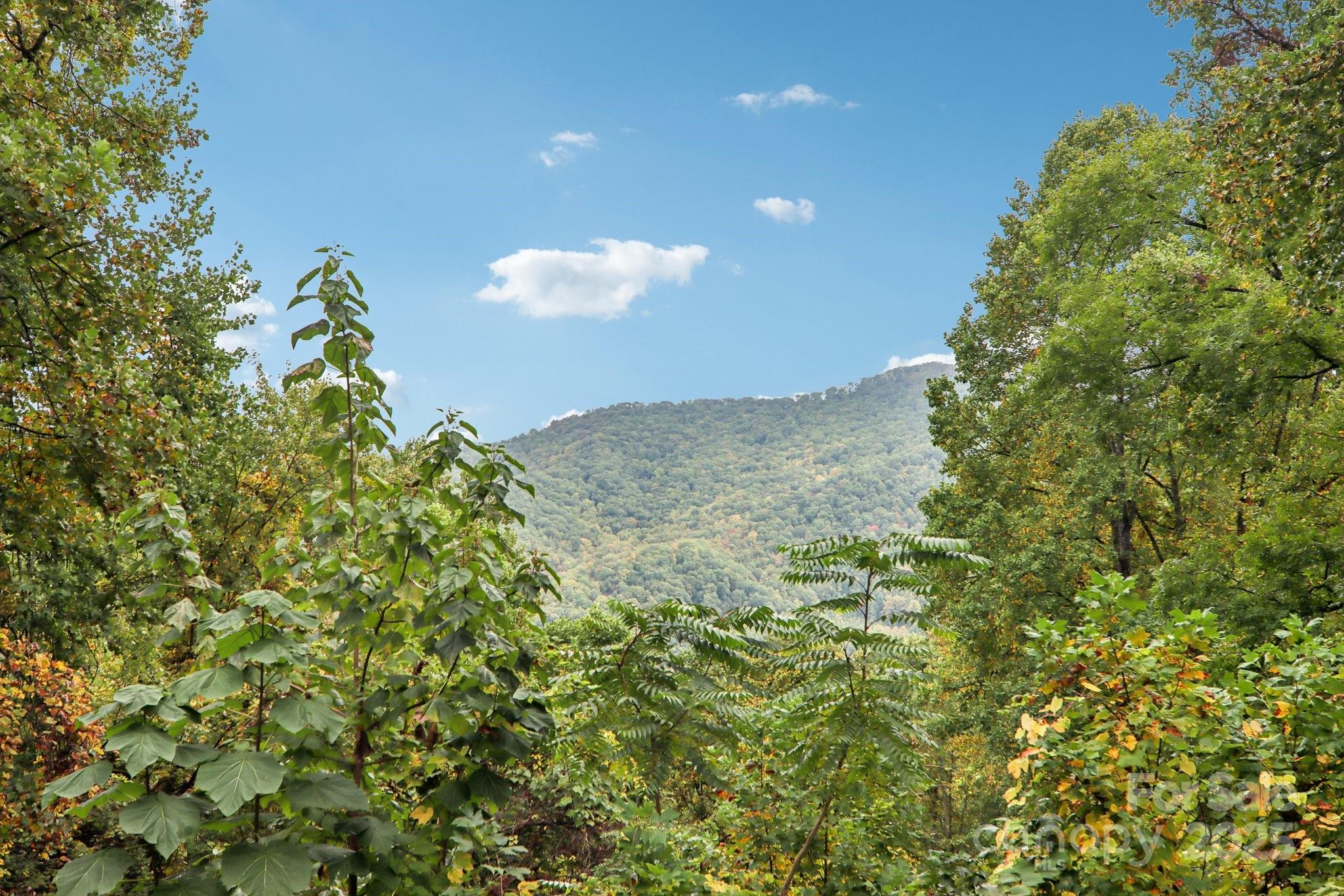 311 Jacks Knob Road Barnardsville, NC 28709 - Photo 10 of 48 a picture of a tree
