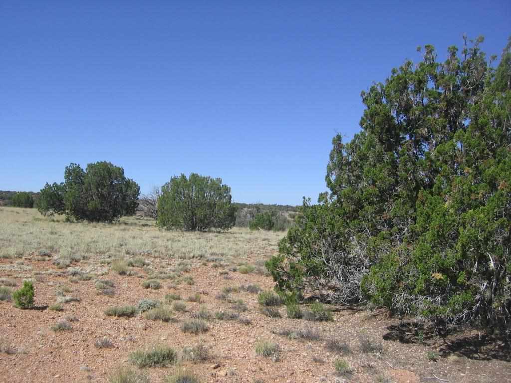 Lot 587 Chevelon Canyon Ranch Heber, AZ 85928 - Photo 12 of 13