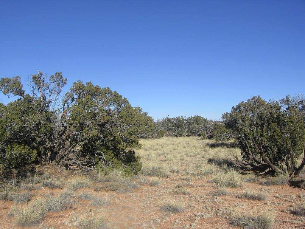 Lot 587 Chevelon Canyon Ranch Heber, AZ 85928 - Photo 2 of 13