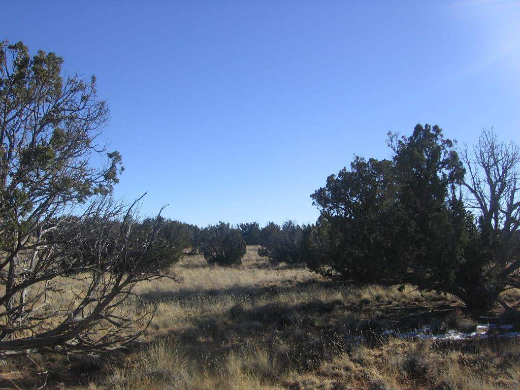 Lot 587 Chevelon Canyon Ranch Heber, AZ 85928 - Photo 3 of 13